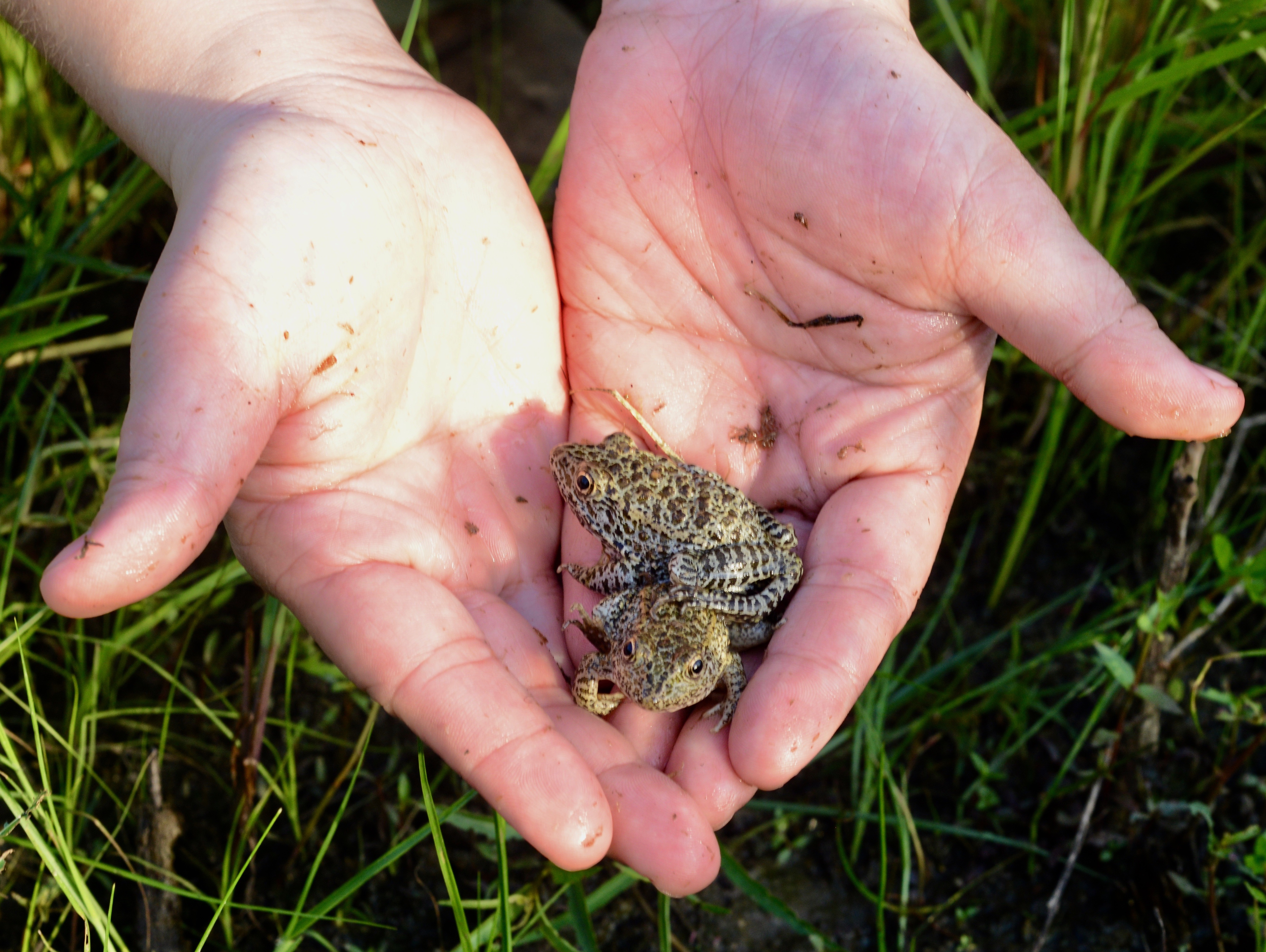 Reintroduction Biology