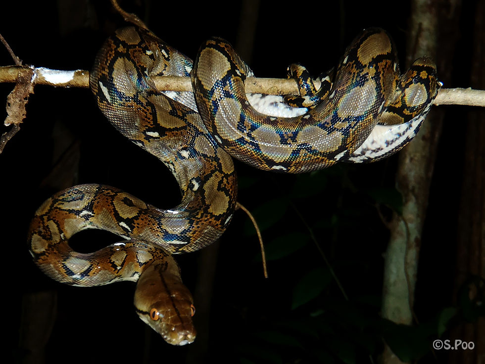 Python reticulatus