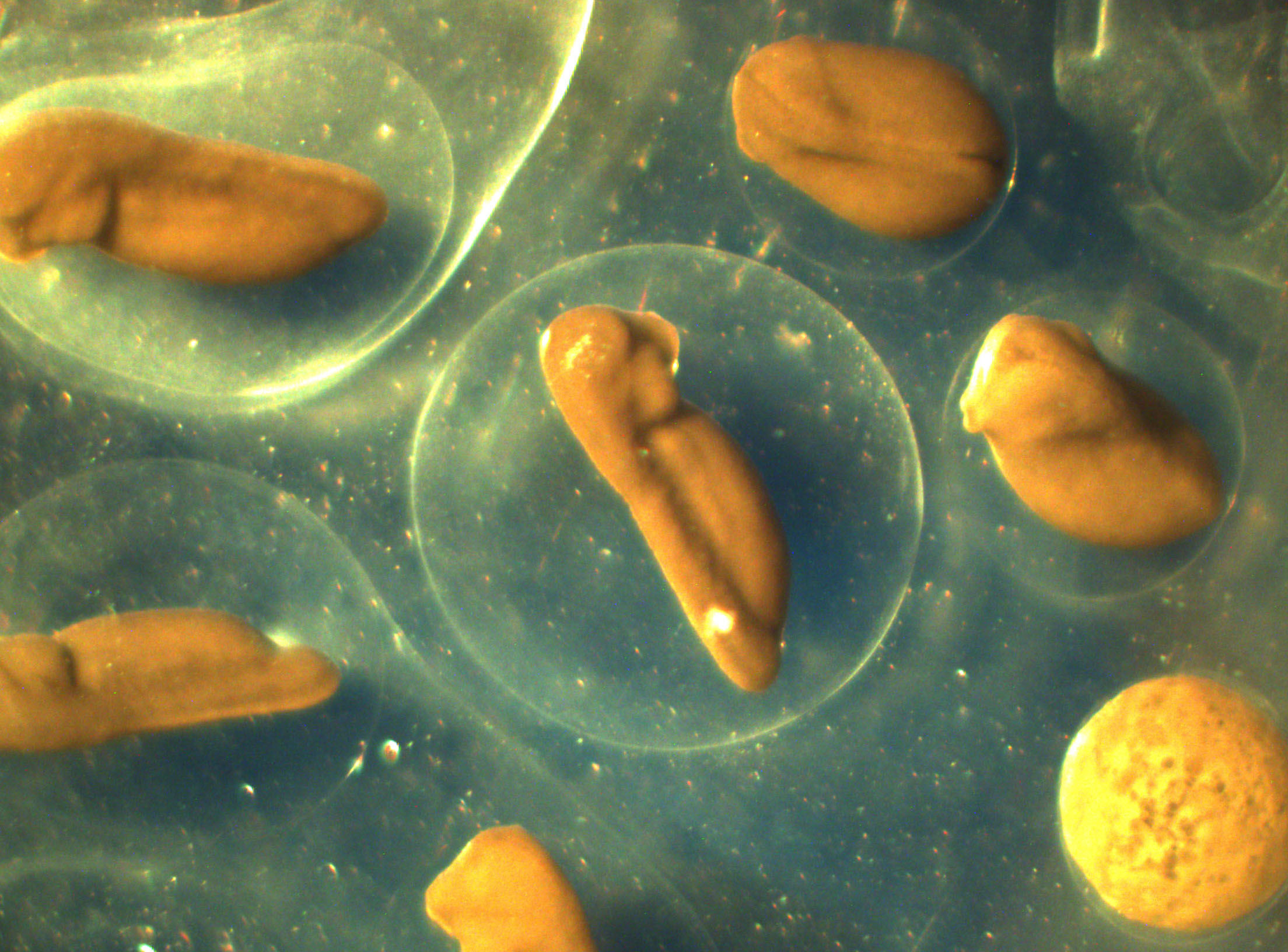 Reproductive Physiology