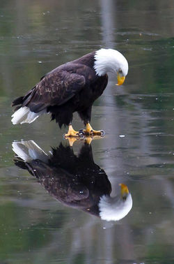 Eagle Reflection