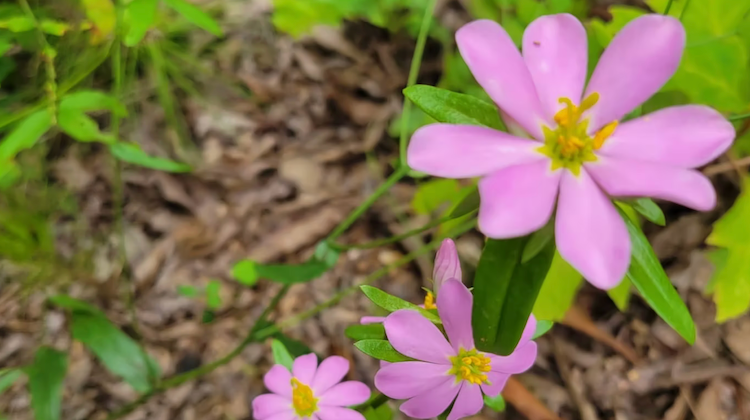 Botanical Hike with Kevin England