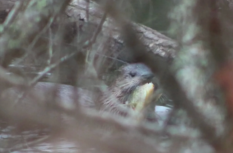 Interpretive Pinhoti Hike at Sweetwater Lake