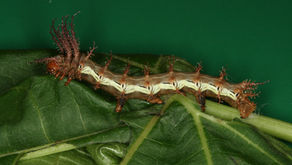 ¿Informar o desinformar?