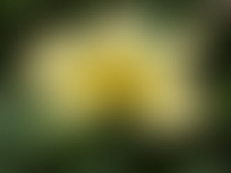 Hormigas defensoras pueden ahuyentar a los polinizadores