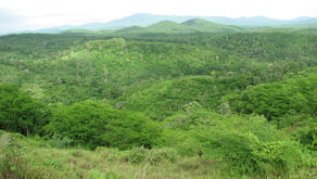 Efectos de la herbivoría en la reproducción