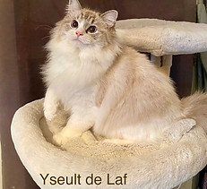 yseult.jpg