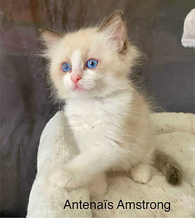 Antenaïs Amstrong élevage ragdoll occitanie toulouse bordeaux chat chaton