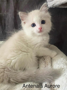 Antenaïs Aurore élevage ragdoll occitanie toulouse bordeaux chat chaton