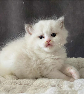 Antenaïs Auguste élevage ragdoll occitanie toulouse bordeaux chat chaton