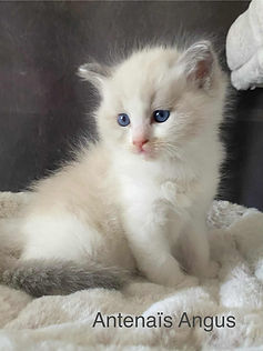 Antenaïs Albus élevage ragdoll occitanie toulouse bordeaux chat chaton