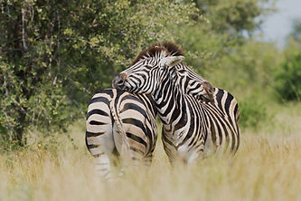 Zebra Couple