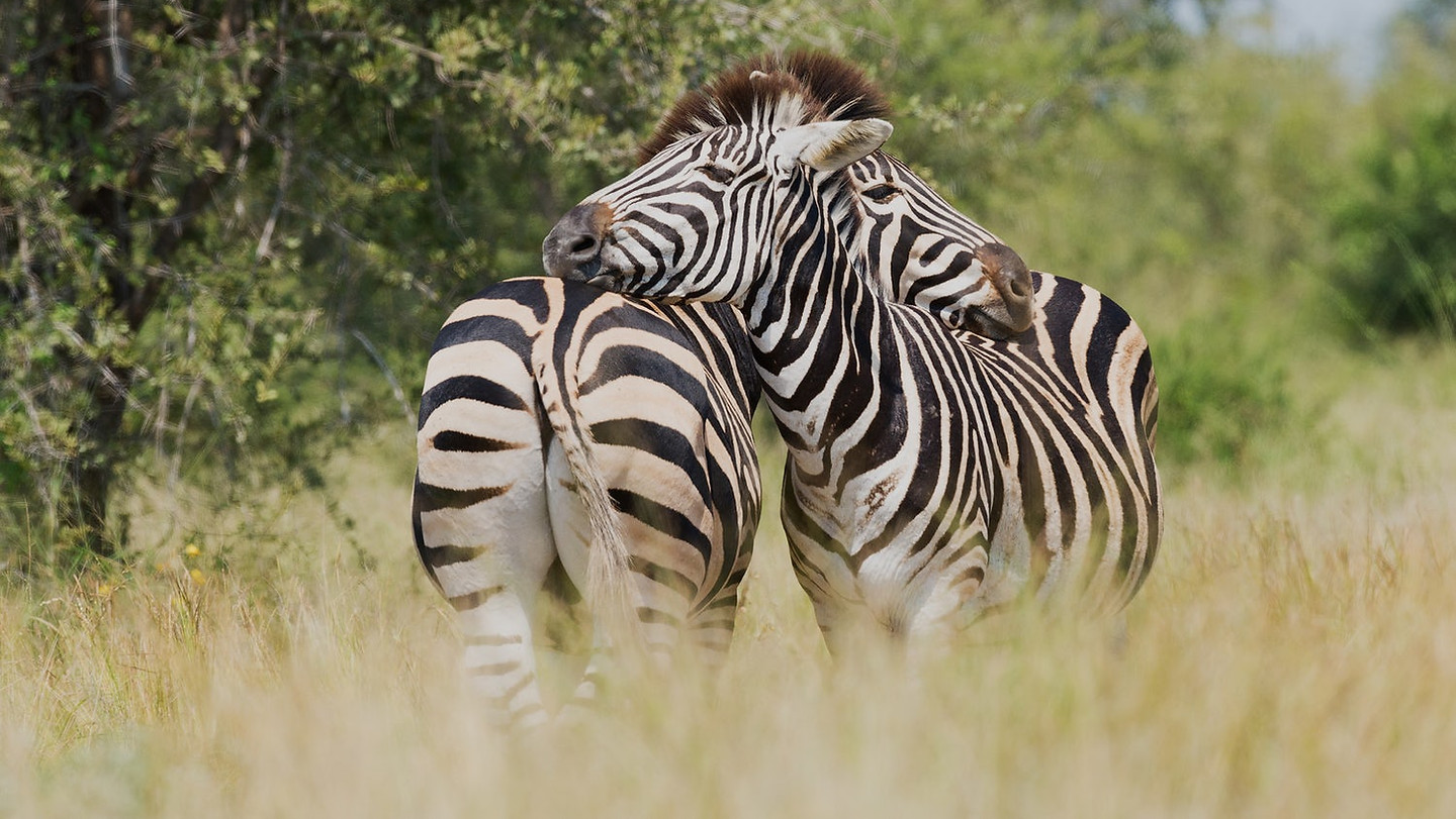 Zebra Couple
