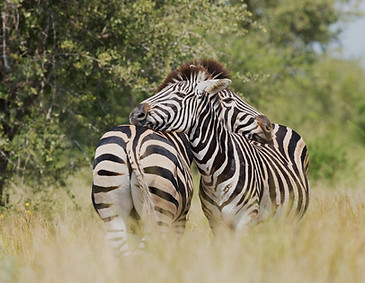 Zebra Couple
