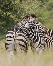 Couple de zèbres