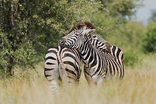 Photo of zebras in their natural habitat.  Zebras are a symbols for rarer conditions, syndromes, and diseases. 