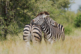 Zebra Couple