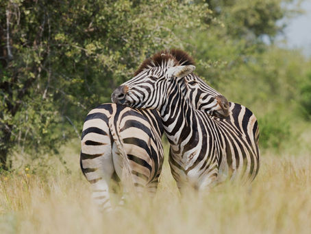 Video Presentation: How to Best Support Your Zebra(s)