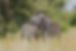 Zebra Pair Grazing