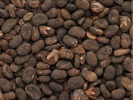 Babchi vs Bakuchiol? Which is more potent and what is suitable for which skin type