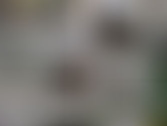 Your New Go-To Spot for Authentic Mexican Flavors & Fresh Local Groceries is Almost Here