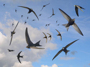 Swann Calls for Swift-Friendly Homes