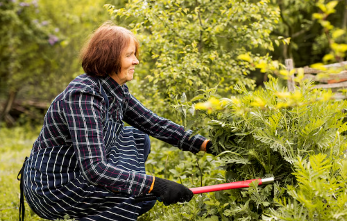 A woman in plaid shirt and striped apron trims plants with red shears in a lush garden. She appears focused and content.