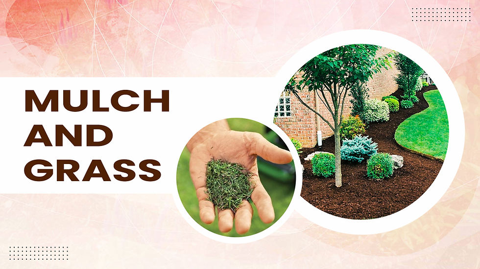 Hand holding grass clippings beside a landscaped garden with mulch and shrubs. Text reads "Mulch and Grass" on a pink patterned background.