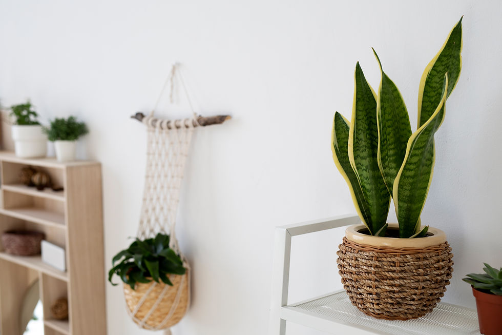 Snake plant in woven pot on a white shelf, with a hanging plant and small potted plant on a wooden shelf in a bright room.