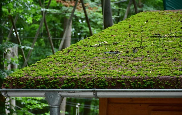 Moss-covered roof on a wooden structure in a lush forest setting, with visible trees and branches. Overcast, natural green tones dominate.