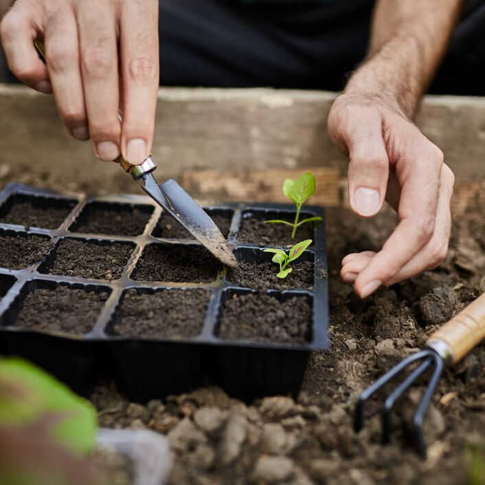 Hands planting seedlings in a tray with soil using a small trowel. A gardening fork is nearby. The setting is a garden bed.