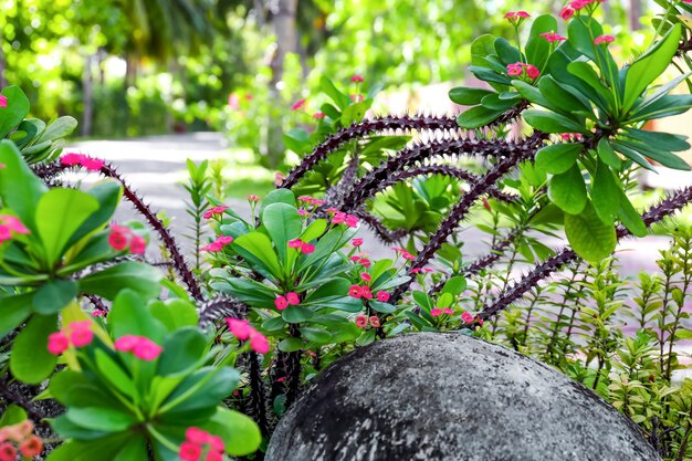 Spiky plants with green leaves and pink flowers surround a large rock in a lush garden setting, creating a vibrant, serene atmosphere.