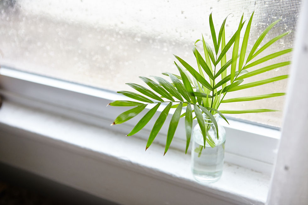 Green leaves in a clear glass jar with water on a white windowsill. Rain-speckled window backdrop, creating a fresh, serene atmosphere.