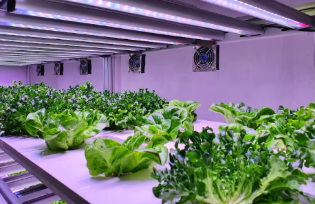 Lettuce plants grow under LED lights on shelves in an indoor hydroponic farm. Bright green leaves, fans in the background, futuristic vibe.