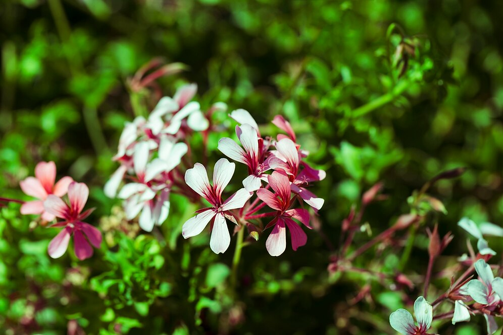 Pink and white flowers with striped petals in a lush green garden, under bright sunlight, creating a vibrant and serene atmosphere.