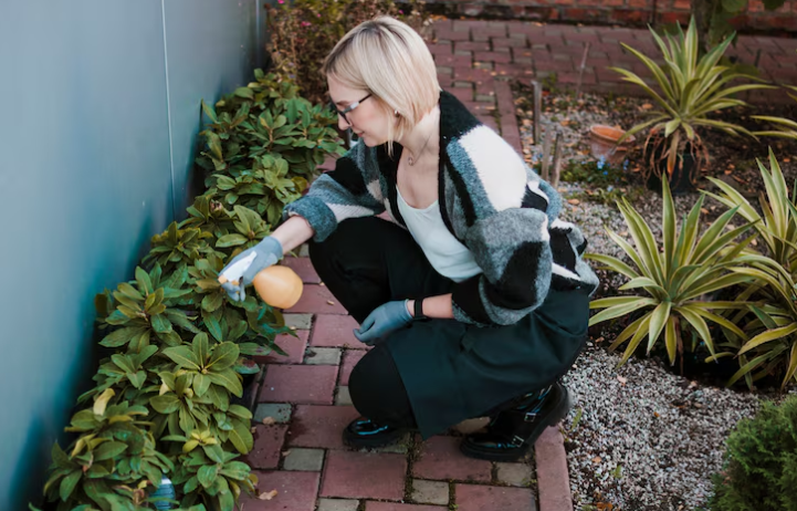 Woman in a garden, wearing gloves and a striped sweater, sprays plants with a bottle. Brick path and green foliage in the background.