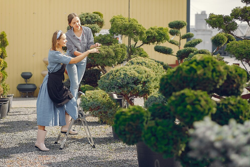 Two women in a garden, trimming bonsai trees. One stands on a step ladder, the other assists. Yellow building in background, sunny day.