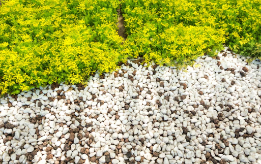 Yellow-green shrubs contrast with white and brown pebbles in a garden, creating a vibrant and serene landscape.