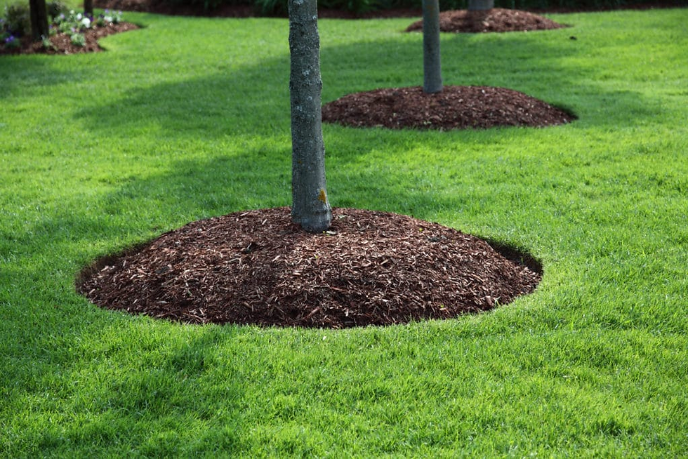 Tree trunks surrounded by mounds of brown mulch on a lush green lawn. The setting is calm and well-maintained with no visible text.
