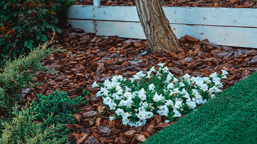 White flowers bloom amidst bark mulch and green shrubs; a tree trunk and wooden planks form the background, creating a peaceful garden scene.