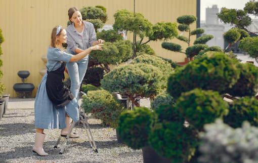 Two women in casual clothes trim bonsai trees on a rooftop garden. One uses a step ladder. The mood is focused and collaborative.