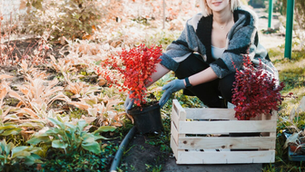 How to Create a Pollinator-Friendly Garden