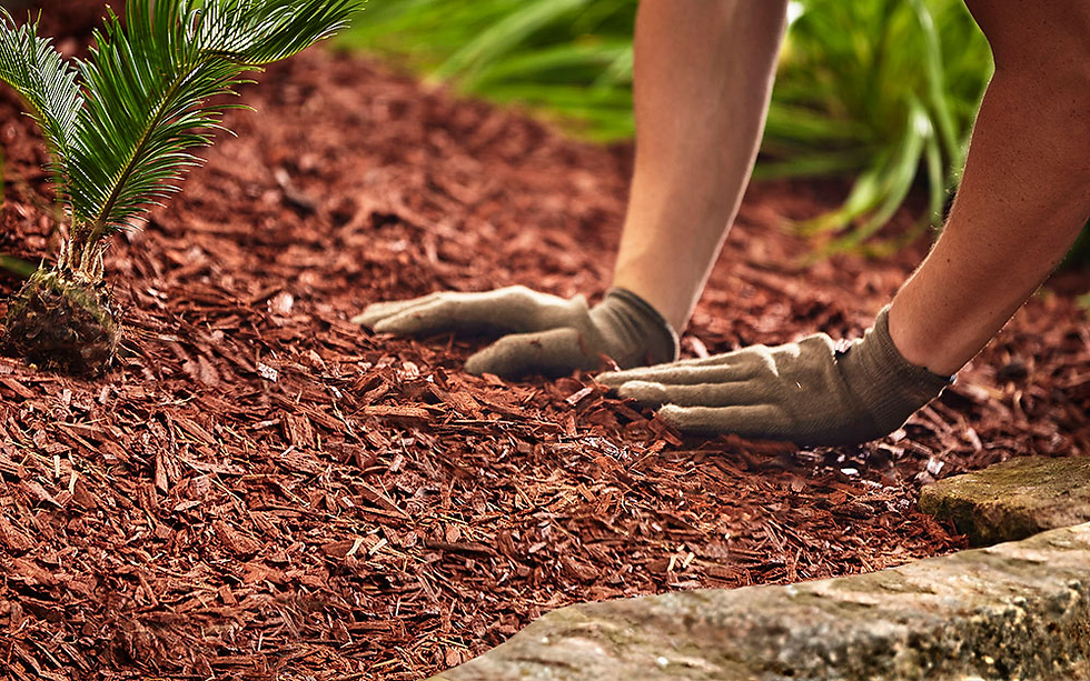 Hands wearing gloves spread red mulch around a young plant in a garden. Green foliage in the background adds a fresh, vibrant feel.