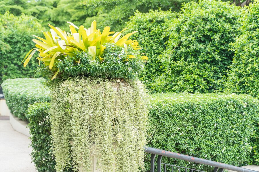 Lush green garden with large potted plant, featuring cascading vines and vibrant yellow leaves, set against neatly trimmed hedges.