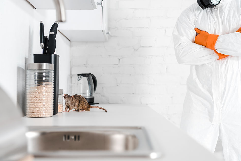 Person in white hazmat suit with orange gloves stands in kitchen. Rat on counter near jar and knives. White brick wall background.