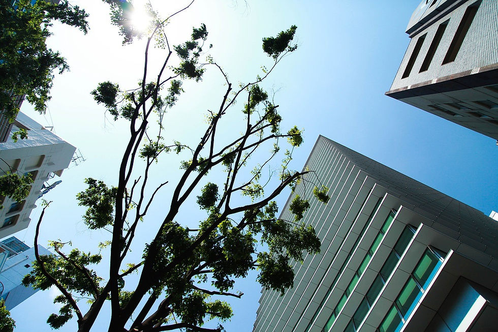 Tree branches with green leaves against a blue sky, framed by tall, modern buildings. Sunlight filters through leaves, creating a vibrant mood.