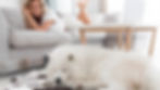 Woman smiles at a fluffy white dog sleeping on a patterned rug. A baseball lies nearby. Cozy room with a sofa and table in the background.
