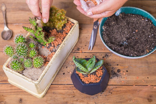 Caring for Your Succulent Garden: Tips