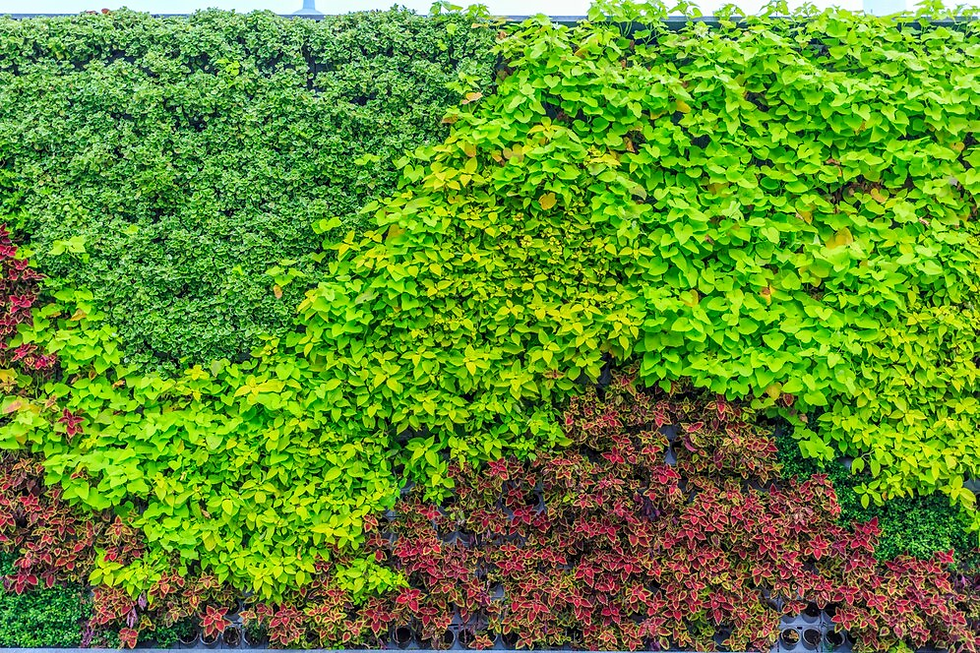 A vertical garden with vibrant green and red foliage forms a lush, dense wall. The plants create a natural, colorful pattern outdoors.