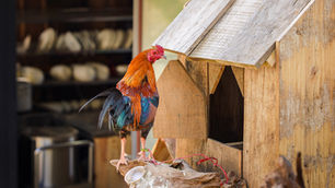 Colorful rooster on a wooden perch by a rustic coop. Background features out-of-focus dishes and kitchen items. Vibrant, lively setting.