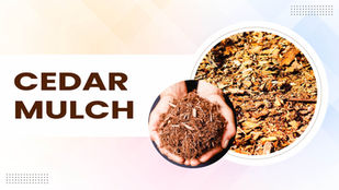 Cedar Mulch and Insect Repellency: The Ultimate Guide for Your Garden